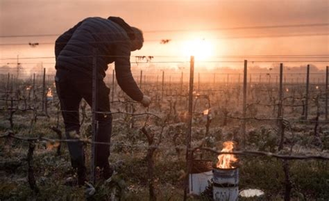 French winemakers face devastation after worst weather in 30 years