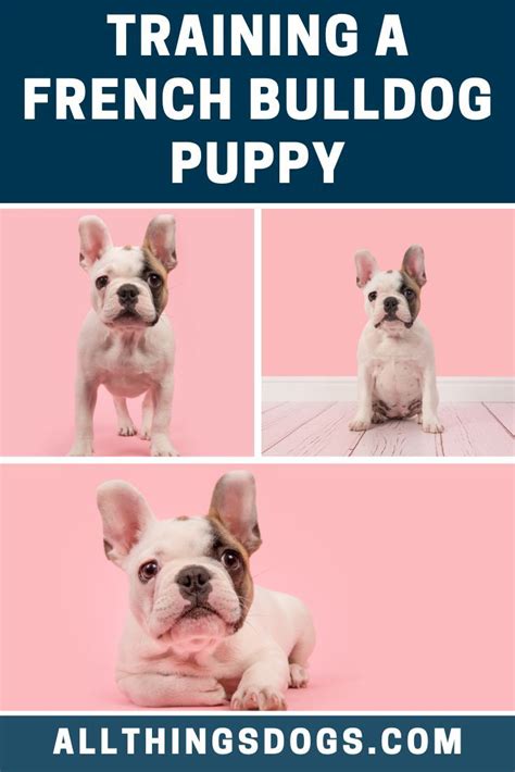 Read Online French Bulldogs  Owners Guide From Puppy To Old Age Buying Caring For Grooming Health Training And Understanding Your Frenchie By Alex Seymour