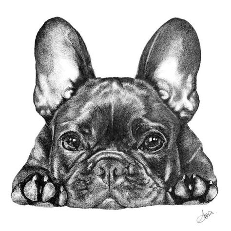 Frenchie Dog Drawing