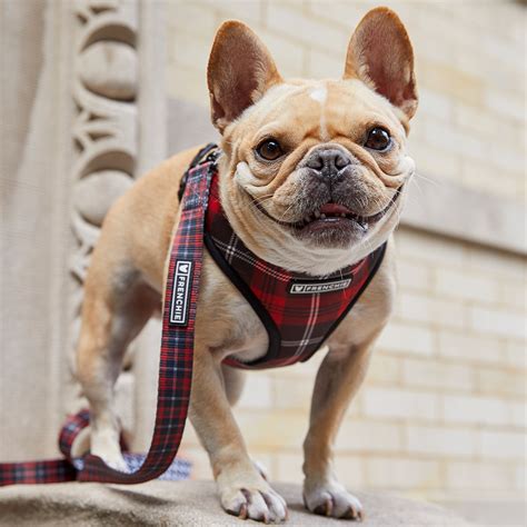 Frenchie bulldog harness. The harness is available in a wide range of colors and presents a good value for money. Using a collar with a leash is certainly not a good idea in case your French bulldog likes to pull and jump when going for a walk. In that way, your pooch can get neck injuries. Using a collar can also make training more difficult because you’ll … 