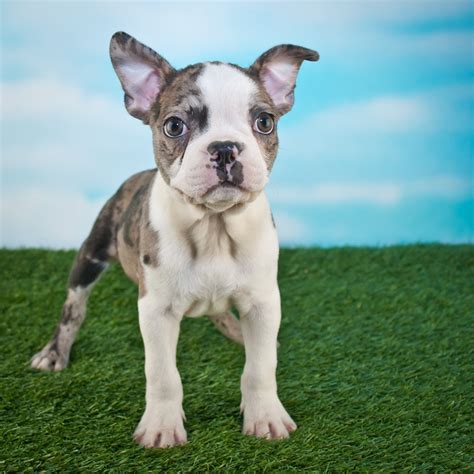 Frenchton Bulldog Puppies For Sale