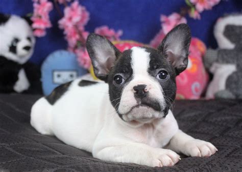 Frenchton Pups specializes in outstanding healthy Frenchton puppies for sale
