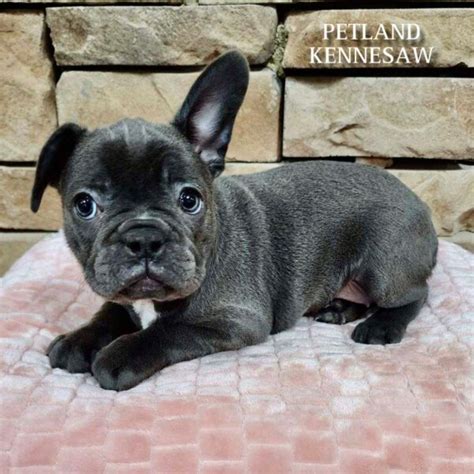 Frenchton puppies for sale georgia. The single-most famous person from colonial Georgia is James Oglethorpe, the founder of the colony, the first trustee and the first unofficial governor. There were other trustees a... 