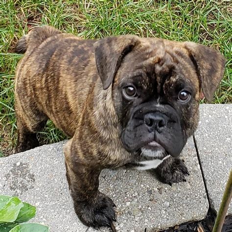 Apr 15, 2016 · Free-Lance Bulldog Dog for Adoption near Pennsylvania, Uwchlan, USA. ADN-1105882. Callie - English Bulldog / French Bulldog / Mixed (short coat) Dog For Adoption. Free-Lance Bulldog Dog for Adoption near Pennsylvania, Shillington, USA. ADN-1098722. . 
