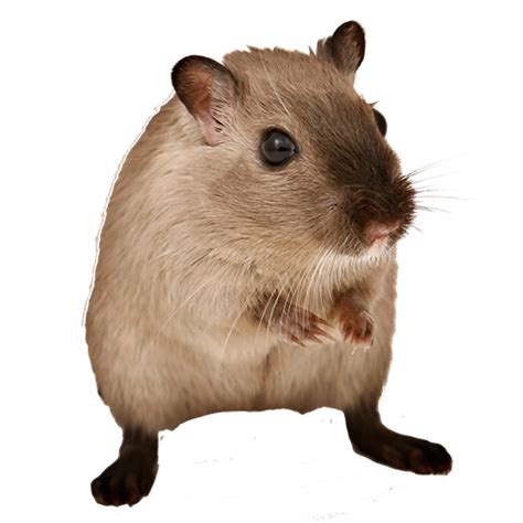 Frequently Asked Gerbil Questions - Glenway Animal Hospital