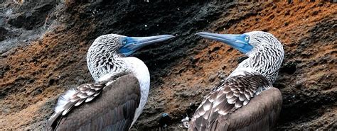 Frequently Asked Questions - Galapagos Safari Camp