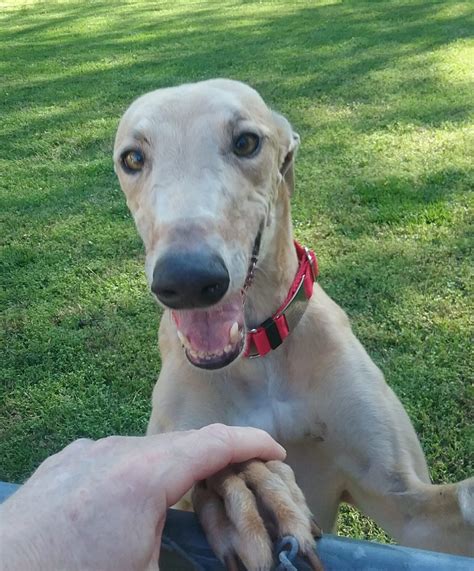 Frequently Asked Questions - Greyhound Friends of NC