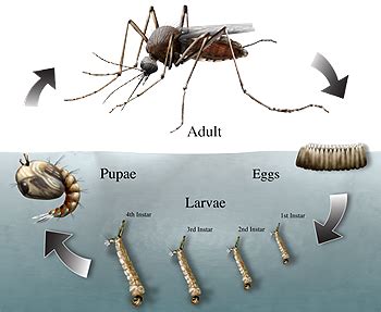 Frequently Asked Questions - Orange County Mosquito and …