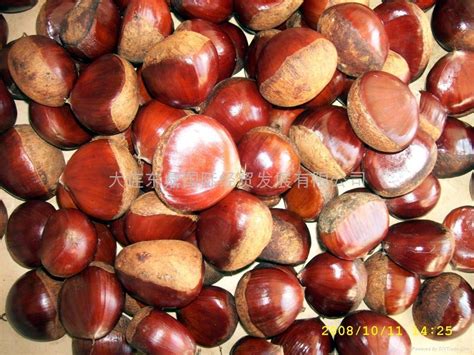 Fresh Chestnut manufacturers & suppliers - Made-in …