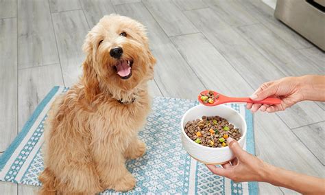 Fresh dog food. Home treatment for diarrhea in dogs requires withholding food for 12 to 24 hours while the diarrhea is active and maintaining a fresh supply of water to prevent dehydration, accord... 