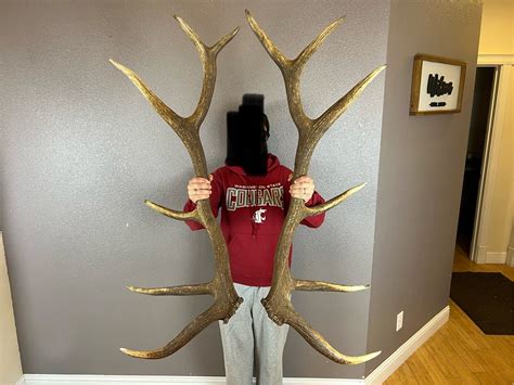 Fresh elk antlers.  Ultimately, &ldquo;A Nice Set and Shed #80&rdquo; is more than a video about sh...