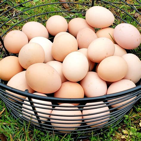 Fresh farm eggs. Feb 2, 2023 · How to properly store store-bought eggs. Eggs purchased at the store should be brought straight home and refrigerated immediately at 40 degrees or colder, the USDA advises. 