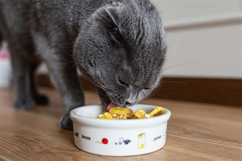 Fresh food for cats. 2 Eggs. Use the yolk raw but lightly cook the white (soft boiling them works well) (optional – if your cat won't eat the food, try removing the eggs. Some cats just don't like them.) 5,000 – 10,000 IU Fish oil (5-10 capsules of the average 1,000 mg capsule) Fish oil is a good source of essential fatty acids. 