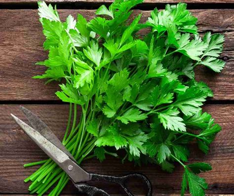 Fresh parsley. According to drugs.com, there has been little research conducted on the possible negative effects of smoking parsley; however, smoking dried parsley may produce euphoria or even ac... 