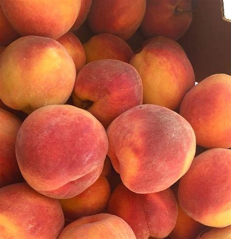 Fresh peaches near me. Contact us with any questions, issues, comments, or if you just want to say hello! Email: hello@freshpeaches.co 
