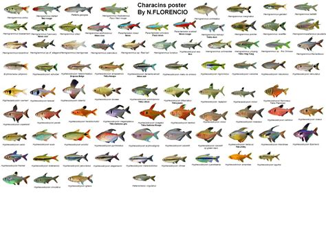 Freshwater Fish Size Chart