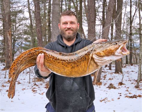 Freshwater Fishing News on Fish Explorer - Burbot raffle aims to ...