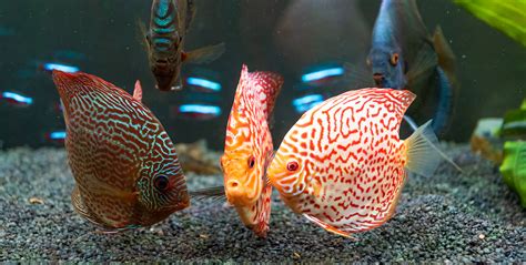 Freshwater aquarium fish for sale. .  <a href=https://findlamp.ru/oh2fg3v/nud...