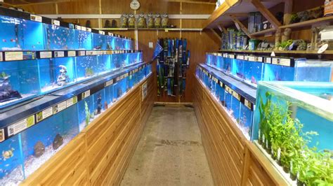 LiveAquaria is the largest online shop for all of your fish needs. From sustainably raised freshwater and saltwater fish, plants, invertebrates, corals, and reef rock to premium aquarium supplies, food, and …