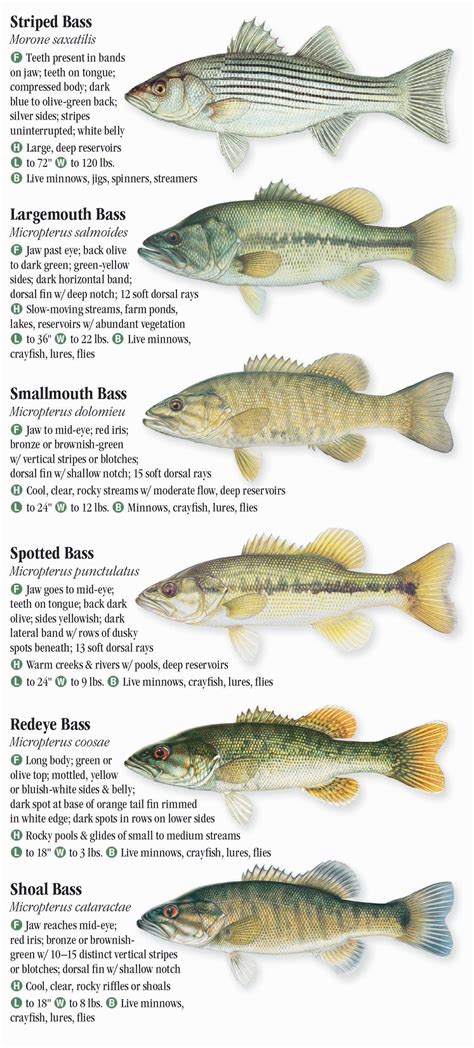 Freshwater fishes of alabama mississippi a guide to game fishes. - Mor magda-- og alle de andre.