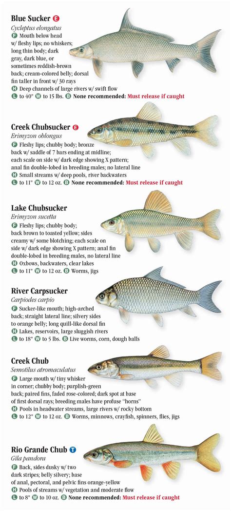 Freshwater fishes of texas a guide to game fishes. - Manuale del compressore d'aria di compair.
