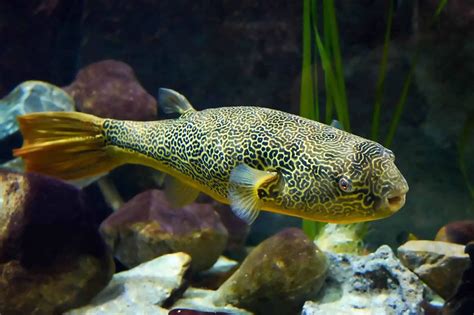 Freshwater puffer fish. Things To Know About Freshwater puffer fish. 