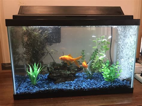 Full Download Freshwater Aquariums Properly Set Up Your Tank  Learn How To Make Your Fish Thrive By Anthony   Daniels