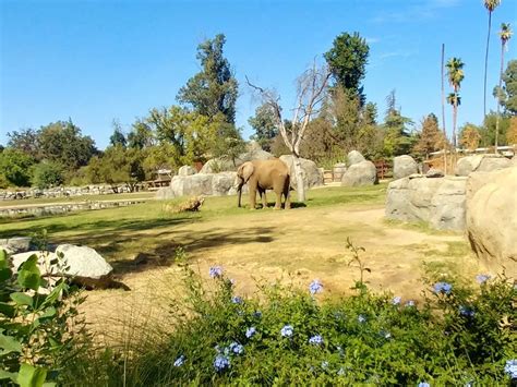 Fresno chafee zoo. Things To Know About Fresno chafee zoo. 