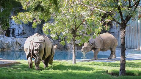 Fresno chaffee zoo photos. Book your tickets online for Fresno Chaffee Zoo, Fresno: See 1,071 reviews, articles, and 481 photos of Fresno Chaffee Zoo, ranked No.2 on Tripadvisor among 46 attractions in Fresno. 