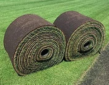 Fricke sod. FRICKE & SONS SOD INC is carrier company located at 20295 TERRITORIAL RD, MN, 55311. USDOT 1194928 with operating status Active. View current insurance information, authority status, reviews and much more. 