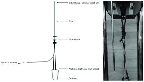 Friction hitches for tree climbing.  The work rope/friction hitch system is a combinati...