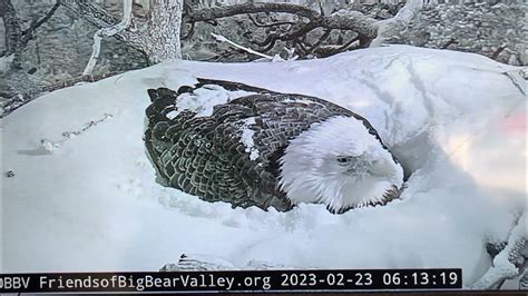 The hatching period for the bald eagle is typically 35 to 38 days of incubation, according to Friends of Big Bear Valley, which hosts a livestream of the nest. The first egg is due to hatch a day .... 