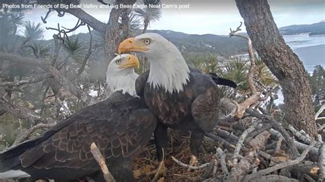 Stormy confronts a trespassing juvenile eagl