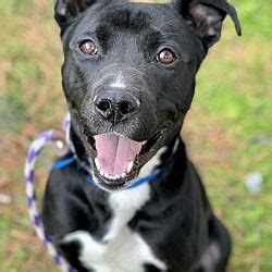 When inquiring about a cat or dog, please use THE ID NUMBER. This pet is available for adoption from Cobb County Animal Services, 1060 Al Bishop Dr. Marietta, GA 30008, (770) 499-4136. Shelter hours: Tues. - Sun. 10:30 a.m. to 4:30 p.m., closed Mondays & Holidays.