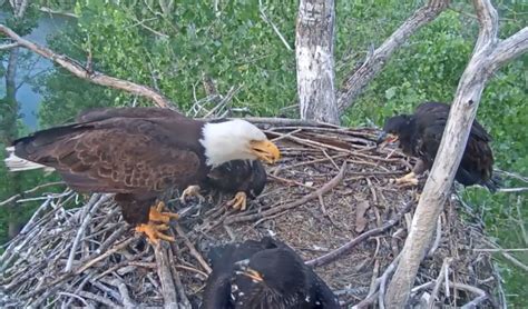 Friends of redding eagles live cam. Apr 2, 2023 · (Friends of Redding Eagles Livecam screenshot) (1).jpg REDDING, Calif. — A mischievous raccoon climbed it's way 90 feet up into the nest of the Redding Eagles around 9 p.m. Saturday, April 1. 