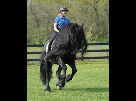 Friesian Stallion Frederik the Great Spectacular Dressage ... - YouTube