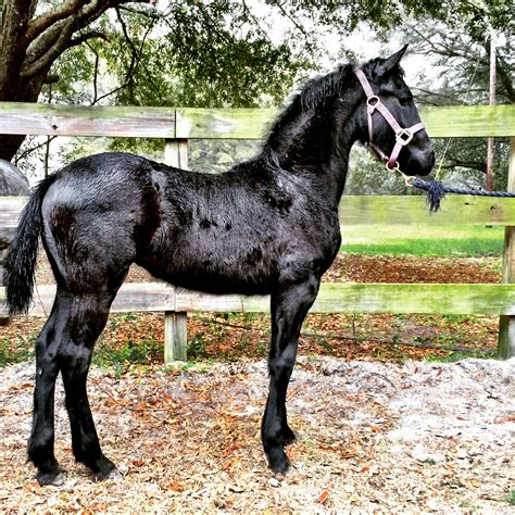 Friesian filly for sale. Here's what could tip the scales downward....PRU Shares of Prudential Financial (PRU) were cut to a market perform (