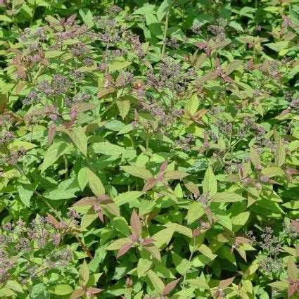 Froebelii Spirea Nature Hills Nursery