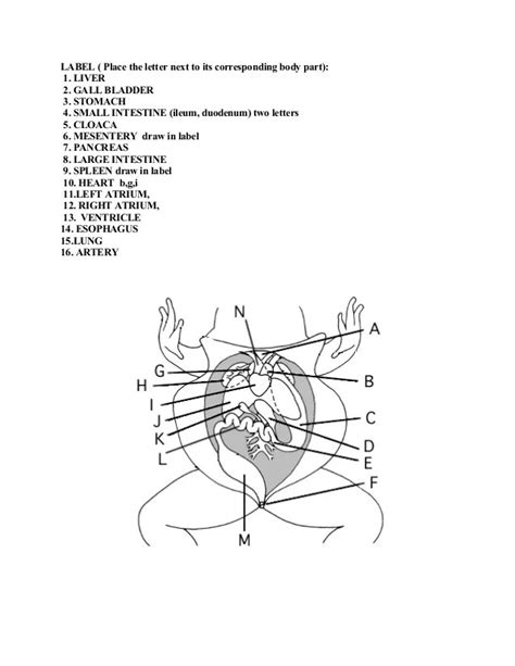 Frog Dissection Gizmo Worksheet Answer Key A Comprehensive Guide