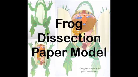 Frog Dissection Paper Model YouTube