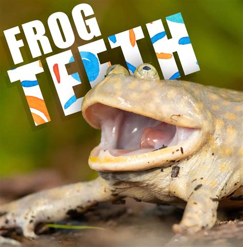 Frog Teeth: Everything There is to Know - Toads N