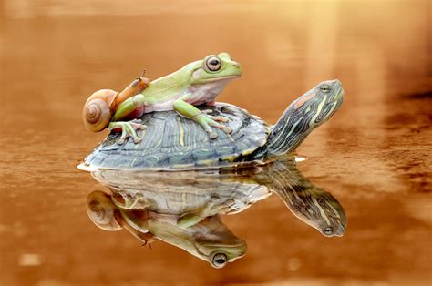 Frog and turtle. Behold, Kermitops: Fossil named after Kermit the Frog holds clues to amphibian evolution. Scientists have discovered evidence of a prehistoric species of amphibian that could … 