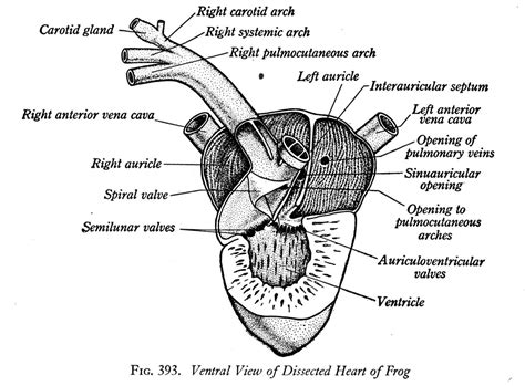 Frog heart. The Frog Heart. The frog heart has 3 chambers: two atria and a single ventricle. The atrium receives deoxygenated blood from the blood vessels (veins) that drain the various organs of the body. The left atrium receives oxygenated blood from the lungs and skin (which also serves as a gas exchange organ in most amphibians). 