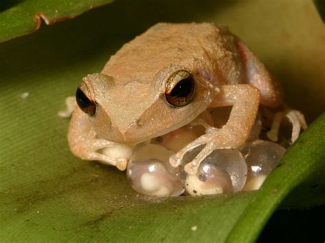 Frog in puerto rico. The Common Coquí is the most abundant frog in Puerto Rico with densities estimated at 20,000 individuals/ha,[9] and as an invasive species can reach up to 91,000 individuals/ha in Hawaii.[10] Higher densities in its invaded range are likely bolstered by a release from native predators, lack of interspecific competitors, and abundant food availability. Densities … 