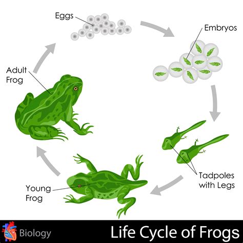 Frog life cycle. Learn how frogs grow from eggs to tadpoles to frogs in three stages of metamorphosis. Discover the amazing facts and features of these amphibians, and see photos of their life cycle. 