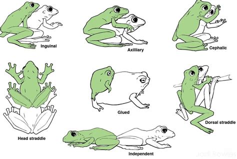 Frog sex pics. .  <a href=http://dev.hithaus24.de/assets/images/hhpt3/...