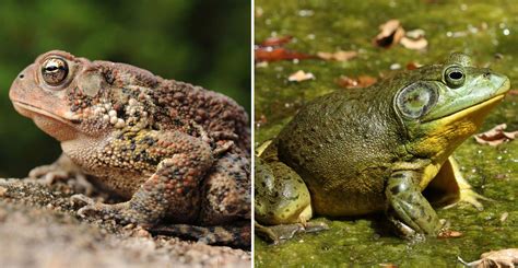 Frog vs toad. Things To Know About Frog vs toad. 