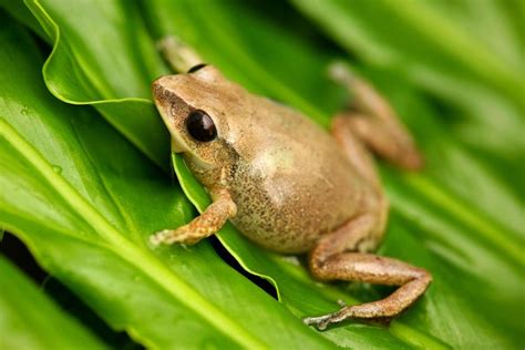 Frogs of puerto rico. Recent papers of Eleutherodactylus frogs in Puerto Rico have relied on macro-ecological covariates to characterize the probability of occupancy and 2 states or classes of abundance (i.e., few, many; Barker and Ríos-Franceschi 2014, Campos Cerqueira and Aide 2017, Monroe et al. 2017). 