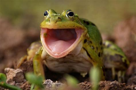 Frogs that scream. Things To Know About Frogs that scream. 