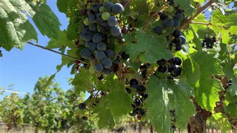 From Red Raiders to red wine, why Lubbock is the Texas sweet spot for grapes